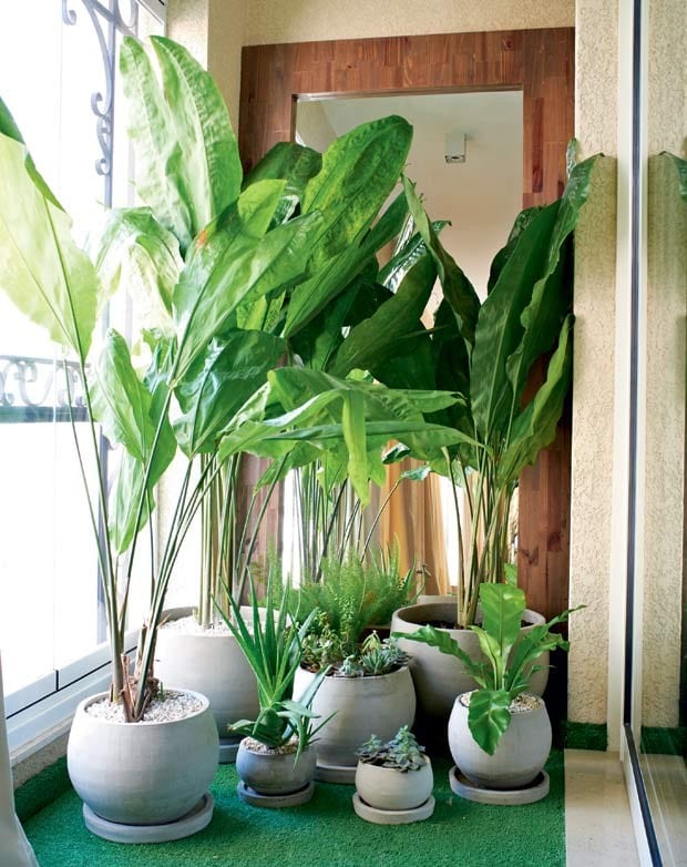 Confira 13 plantas para você cultivar dentro de casa - Hortus Cultivo Urbano